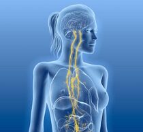 Conférence – Le nerf Vague par Emanuella Giovannetti